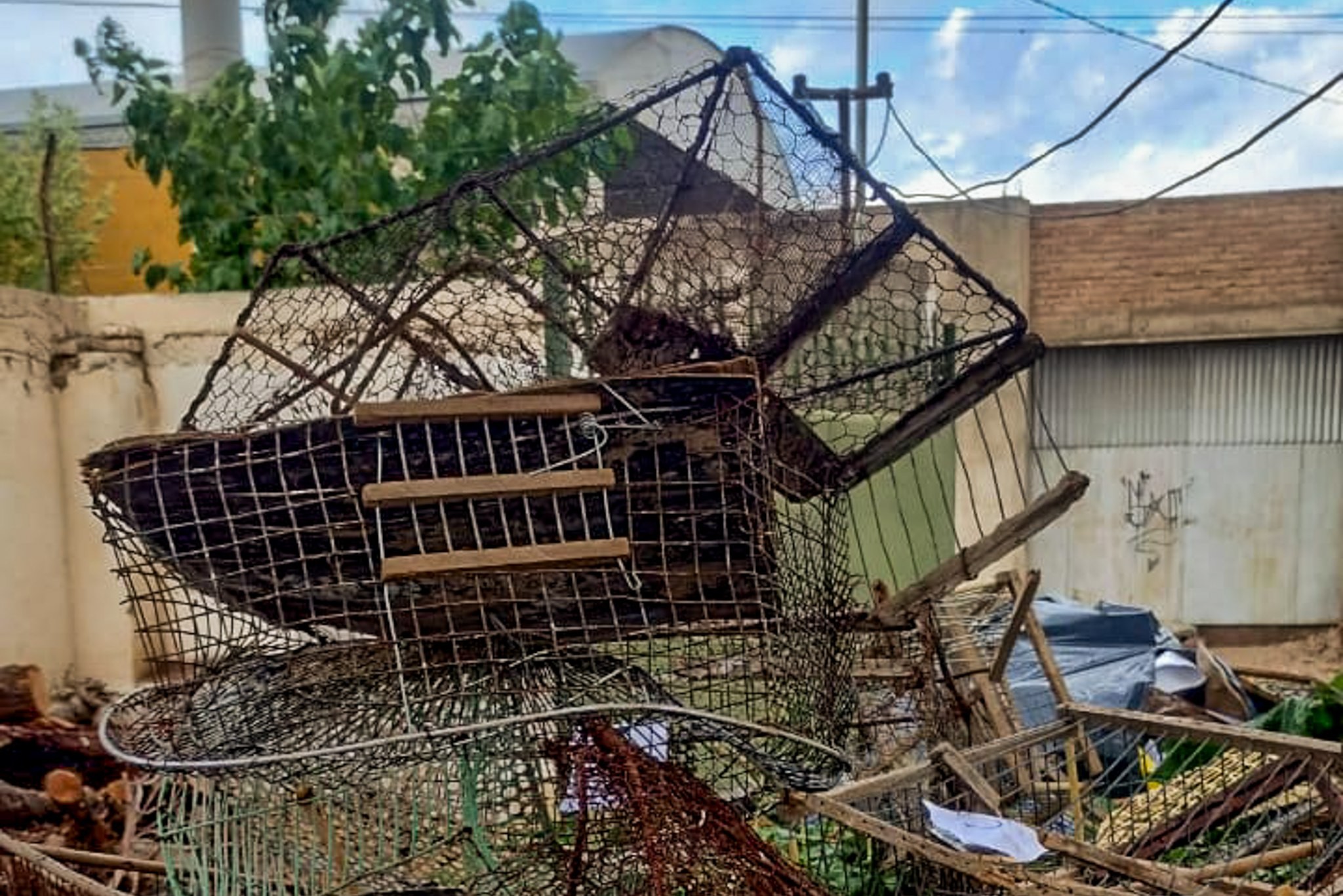 Recuperación de aves silvestres