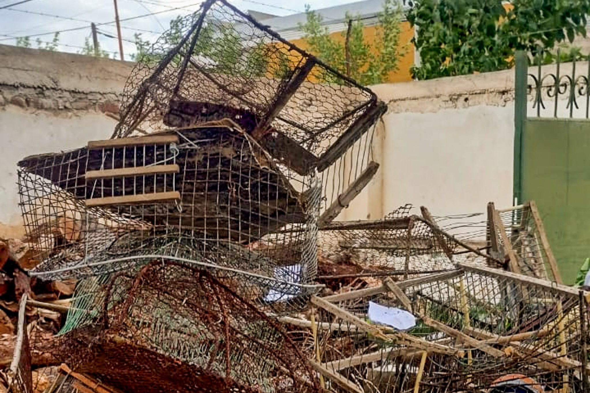 Recuperación de aves silvestres