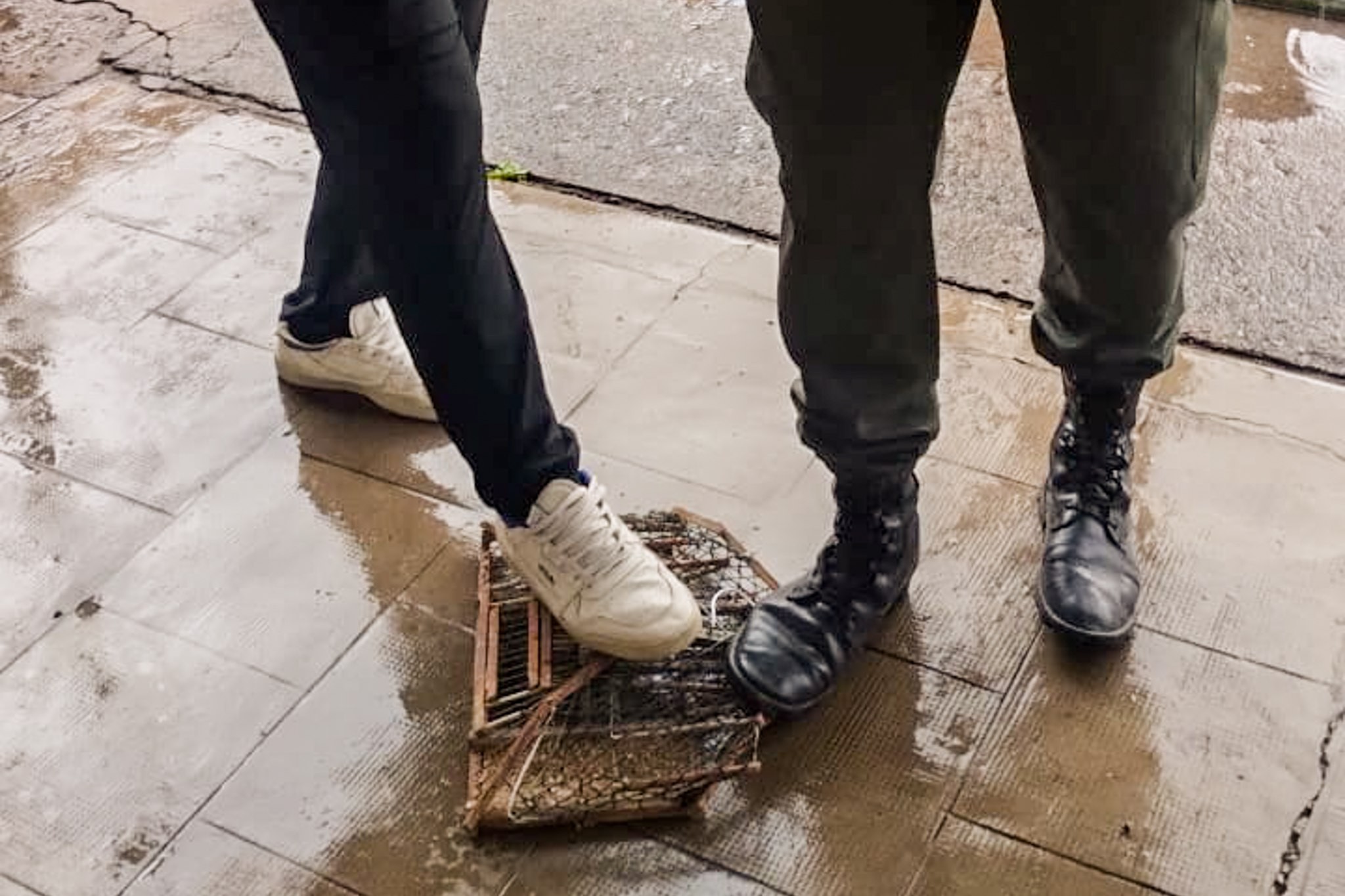 Recuperación de aves silvestres