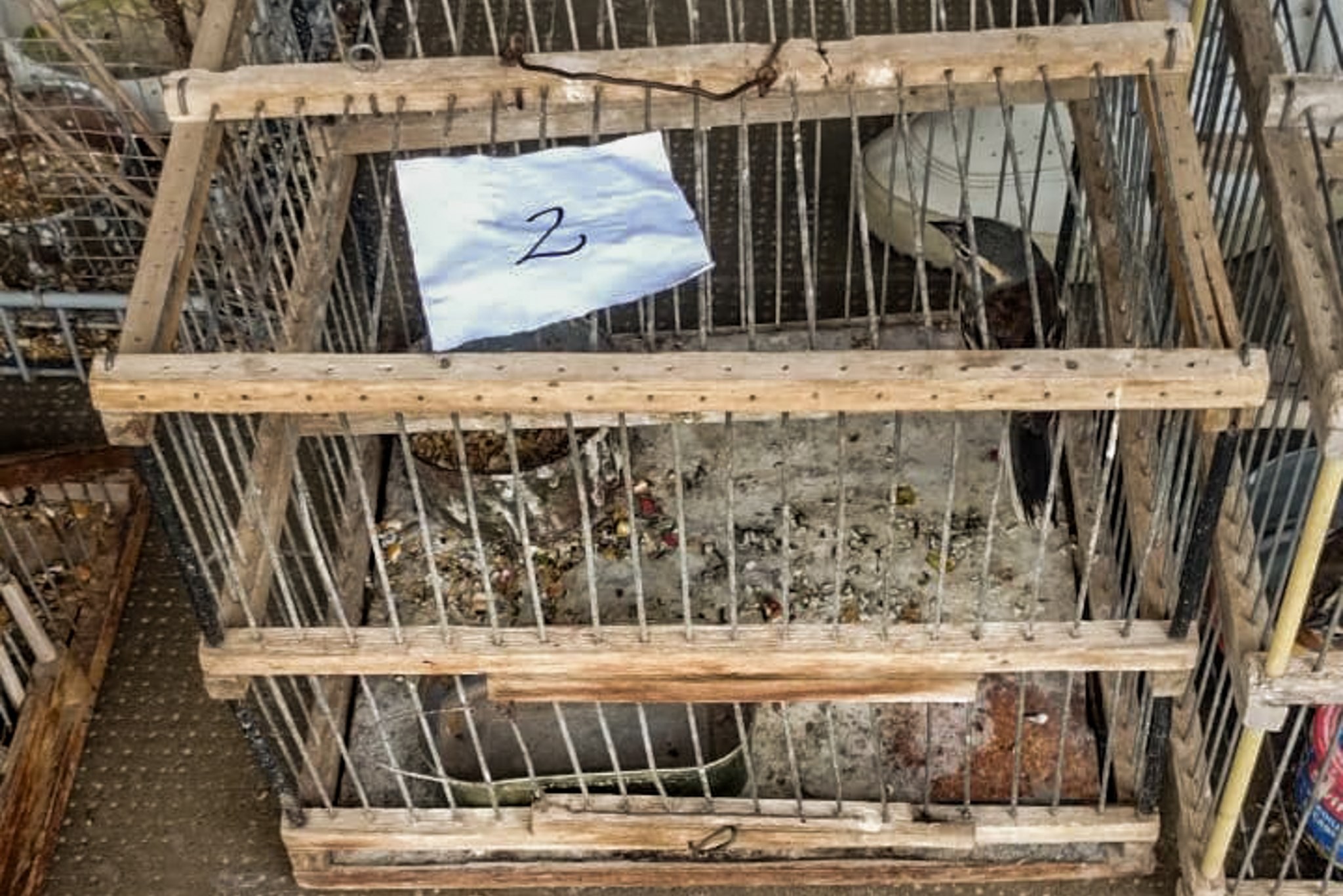 Recuperación de aves silvestres