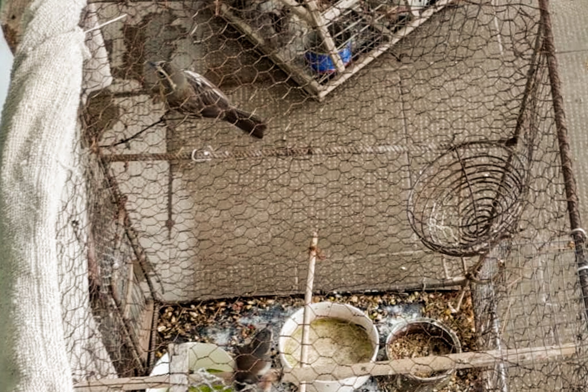 Recuperación de aves silvestres