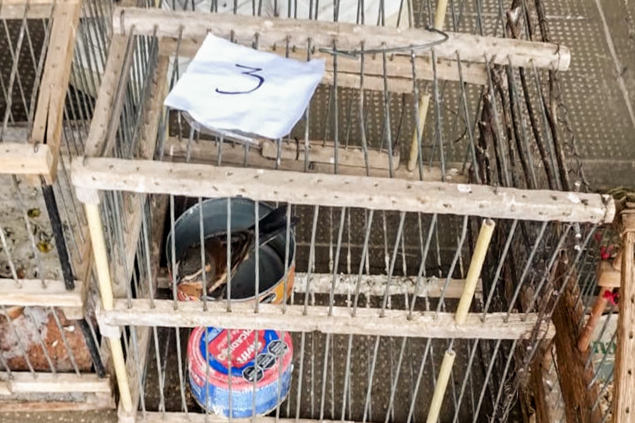 Recuperación de aves silvestres