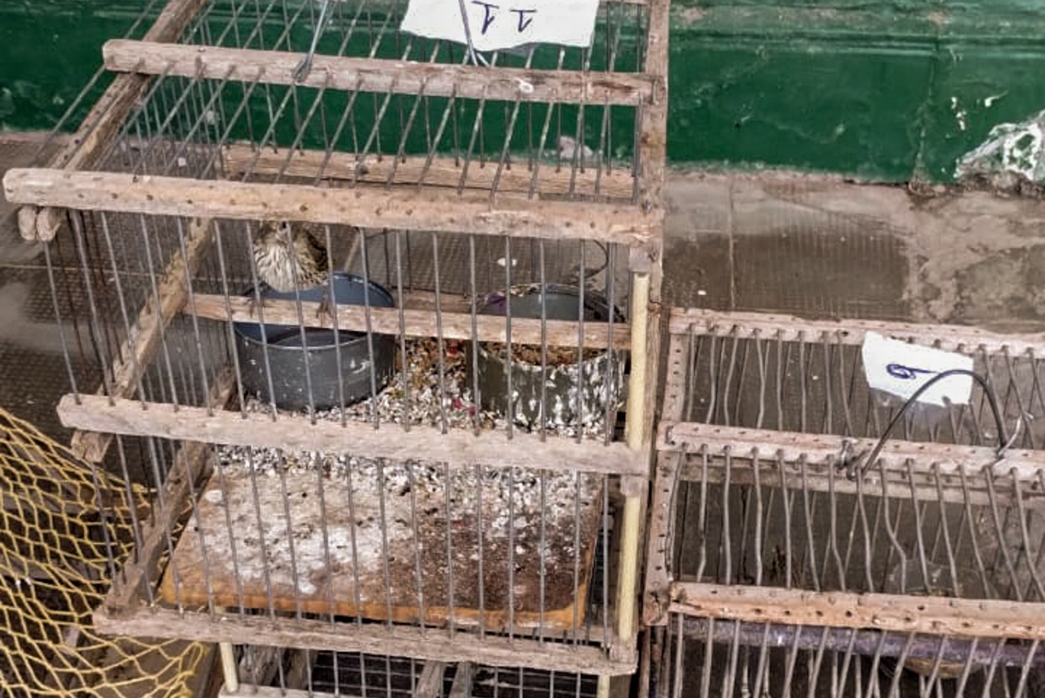 Recuperación de aves silvestres