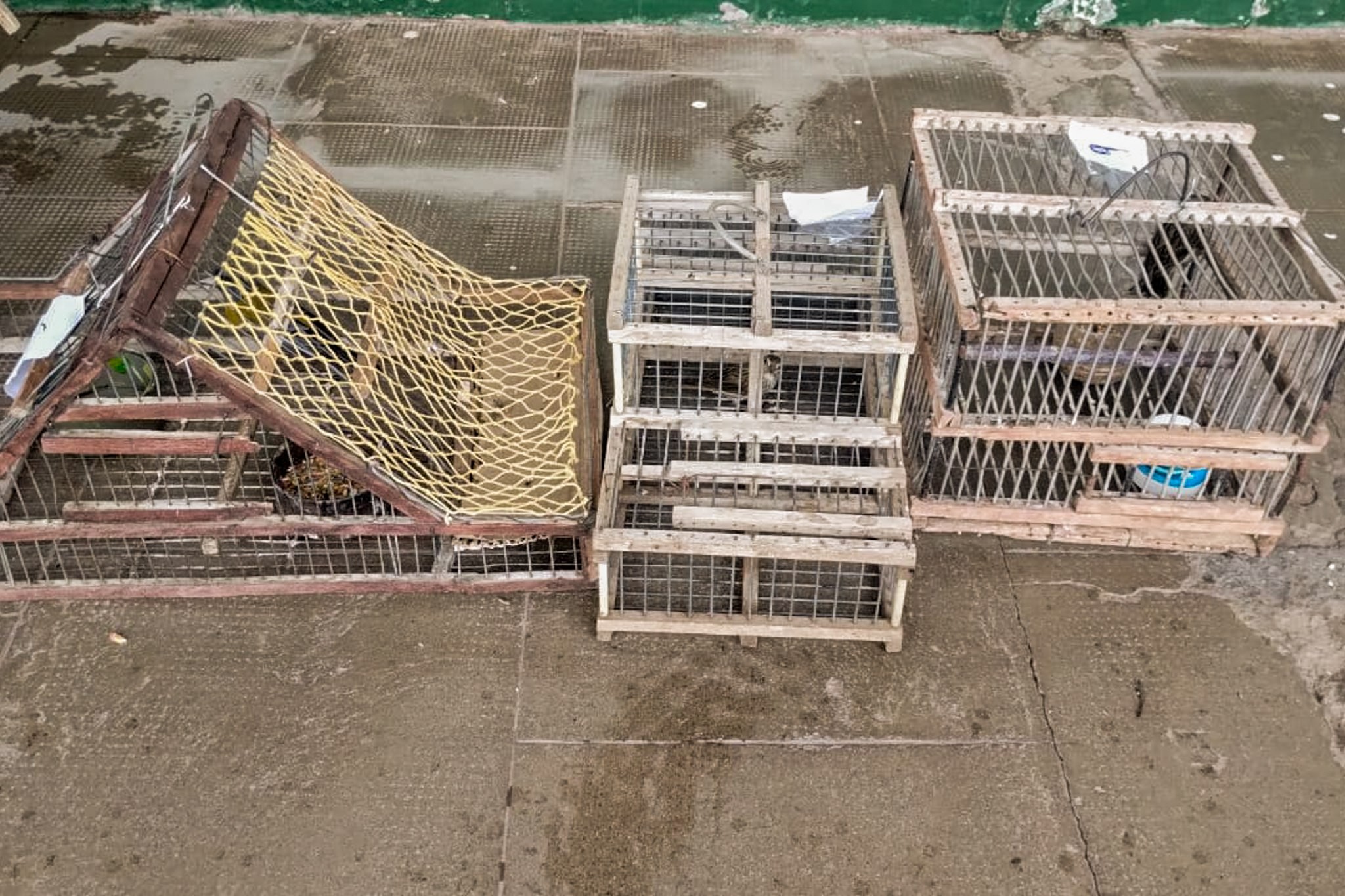 Recuperación de aves silvestres