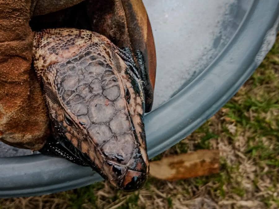 Rescatar también es reparar lo que dañamos