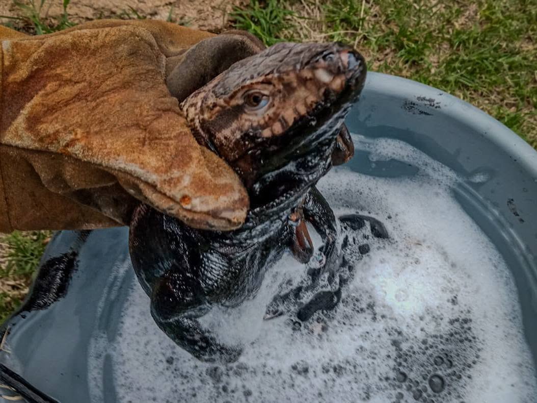 Rescatar también es reparar lo que dañamos