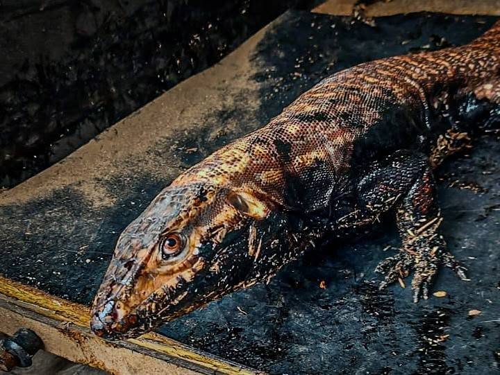 Rescatar también es reparar lo que dañamos