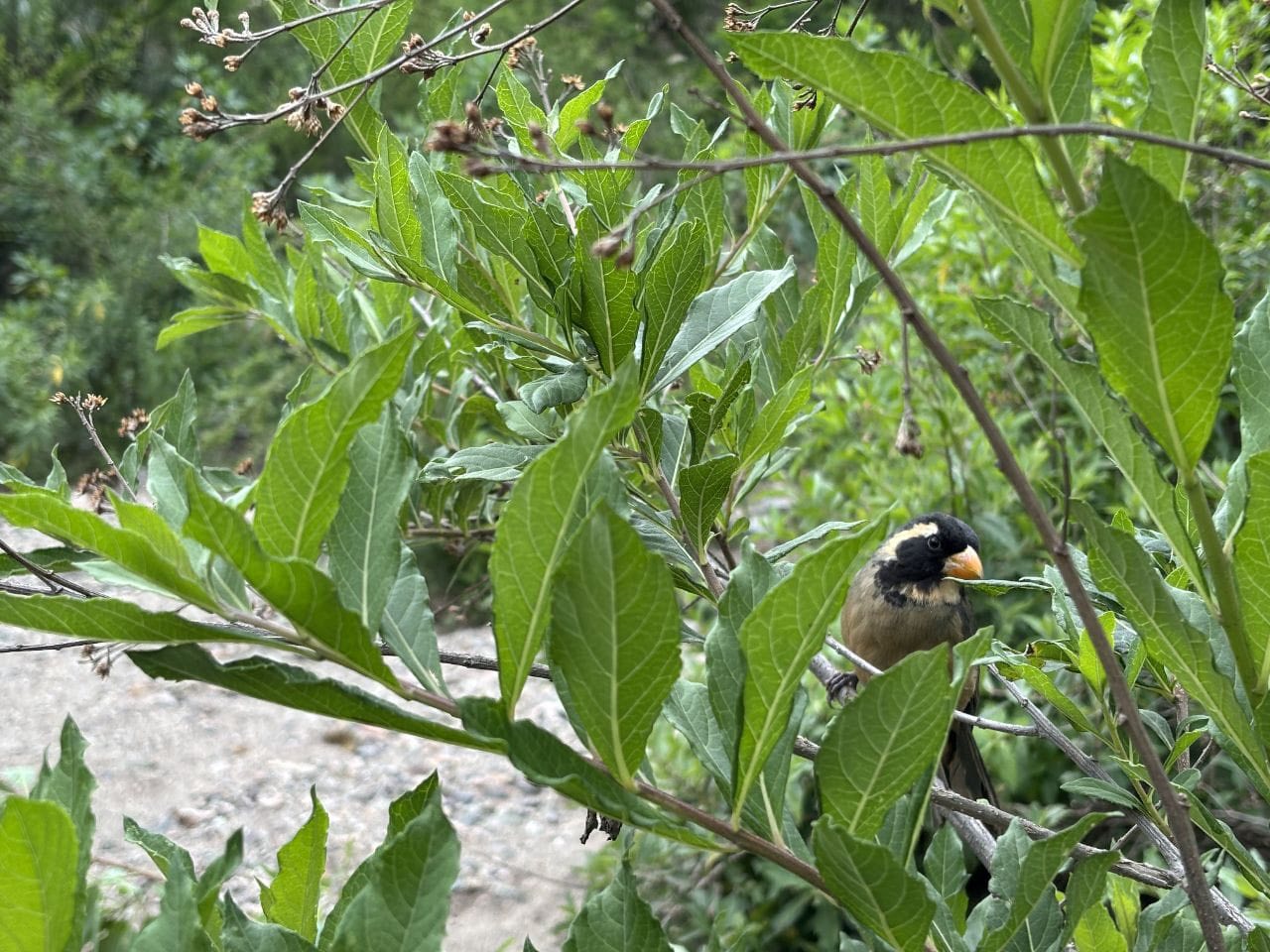 Operativo conjunto por la protección de la fauna