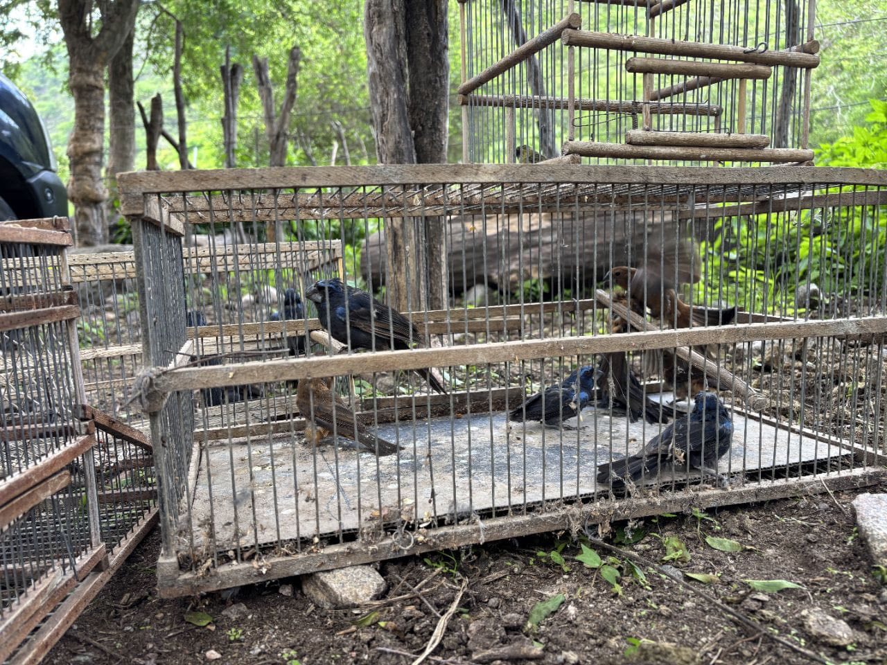 Operativo conjunto por la protección de la fauna