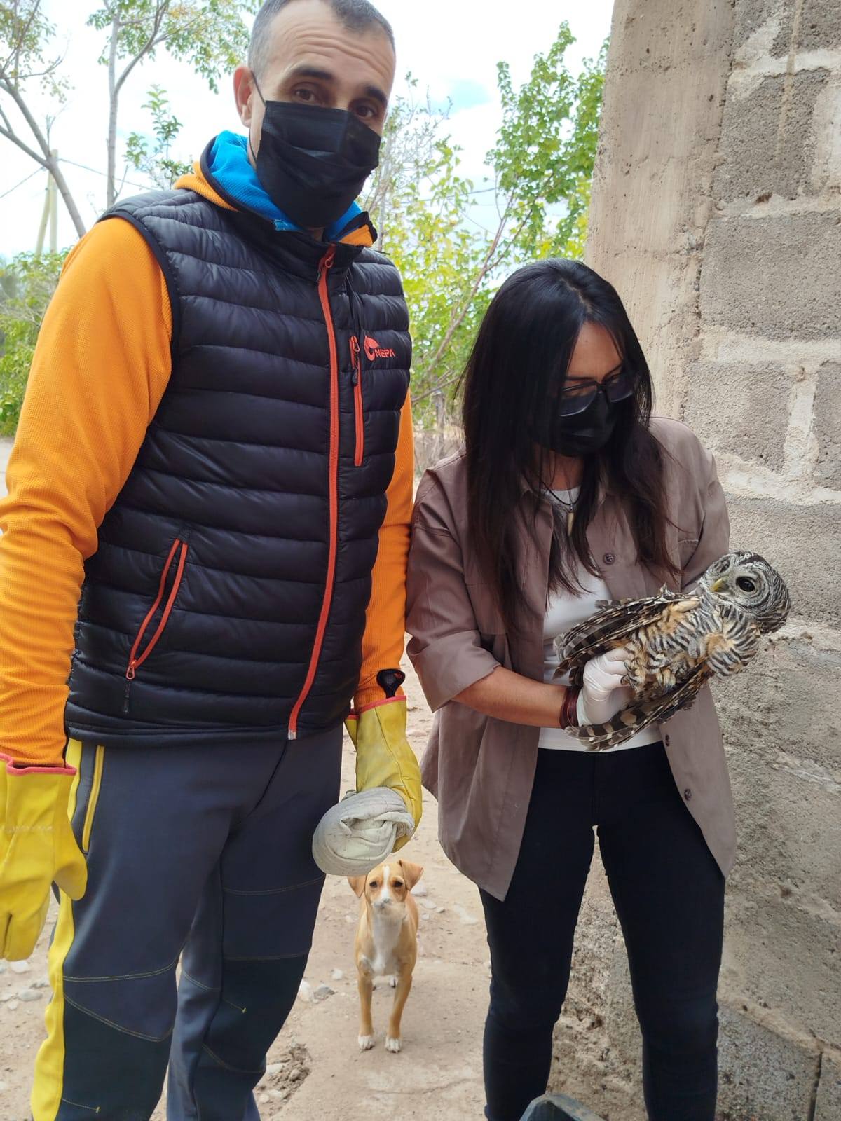 Rescate de una lechuza en el distrito Malligasta