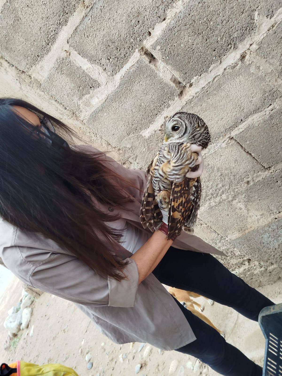 Rescate de una lechuza en el distrito Malligasta