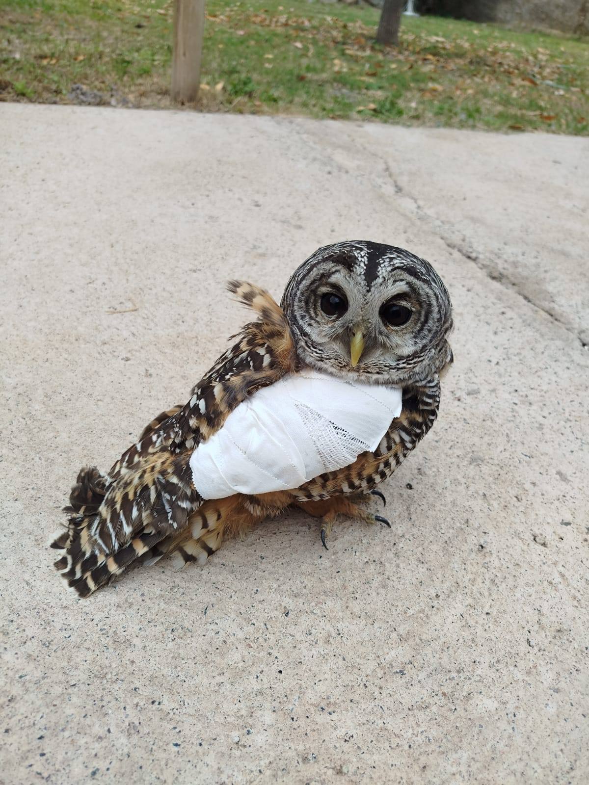 Rescate de una lechuza en el distrito Malligasta