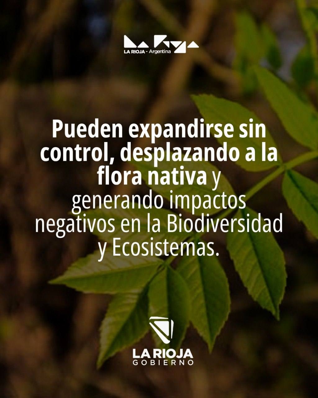 Flora nativa de nuestra provincia