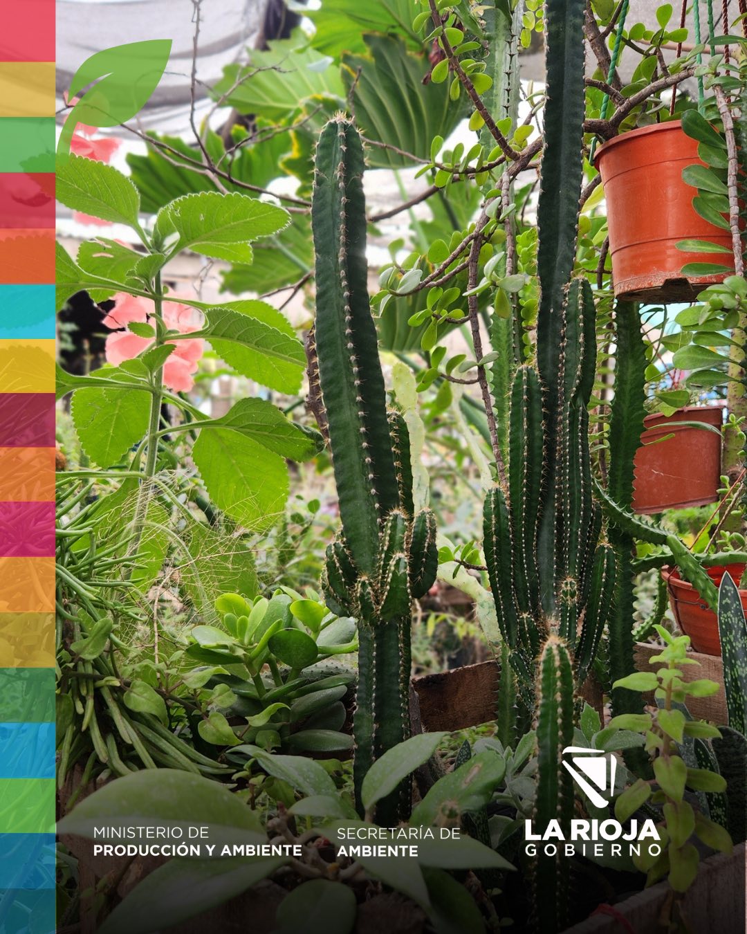 Amor por las plantas