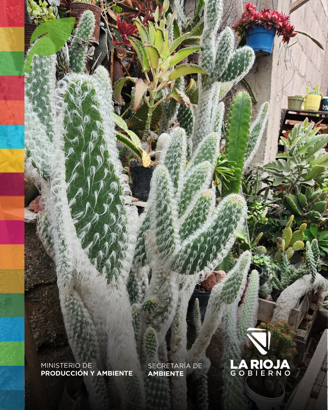 Amor por las plantas
