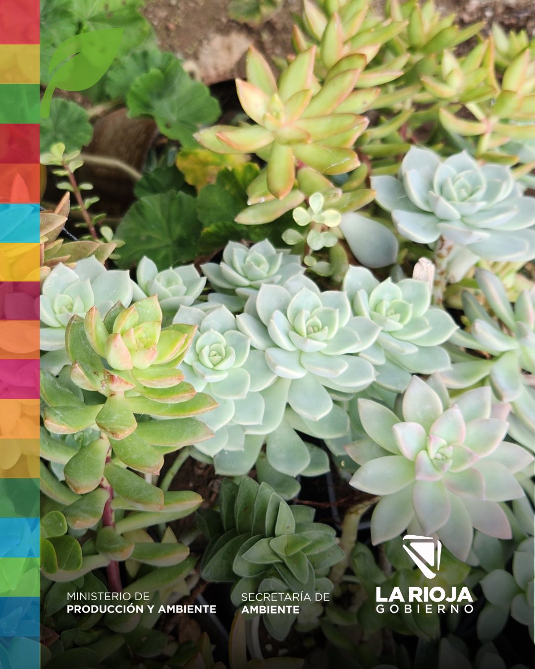 Amor por las plantas