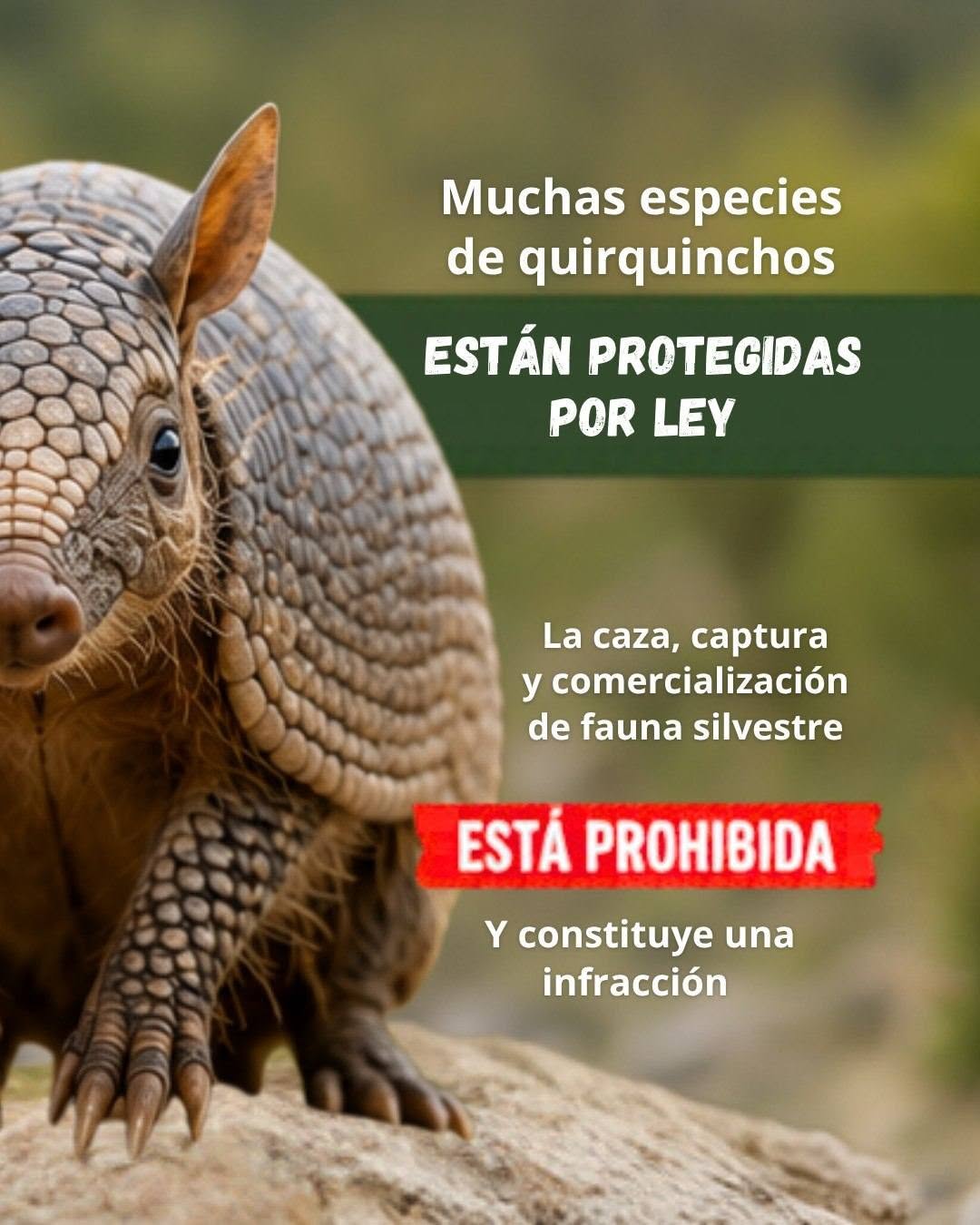 El quirquincho nos necesita. Cuidarlo es responsabilidad de todos