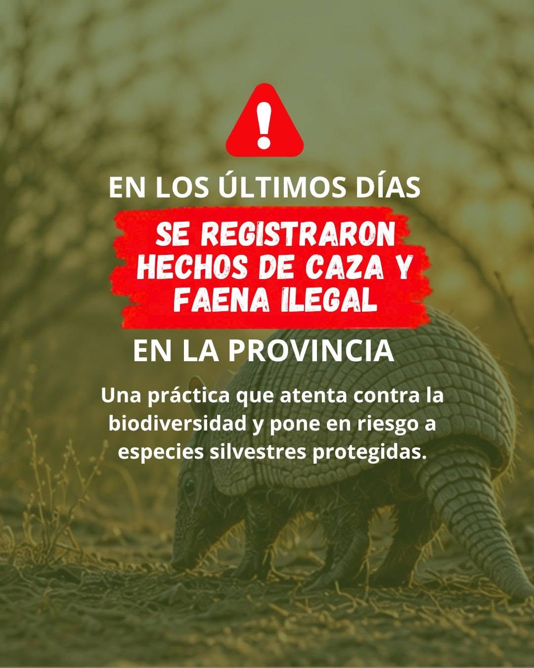 El quirquincho nos necesita. Cuidarlo es responsabilidad de todos