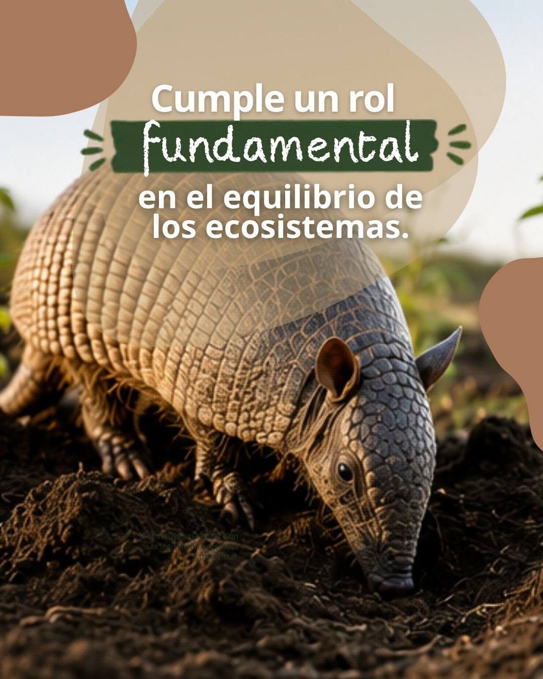 El quirquincho nos necesita. Cuidarlo es responsabilidad de todos