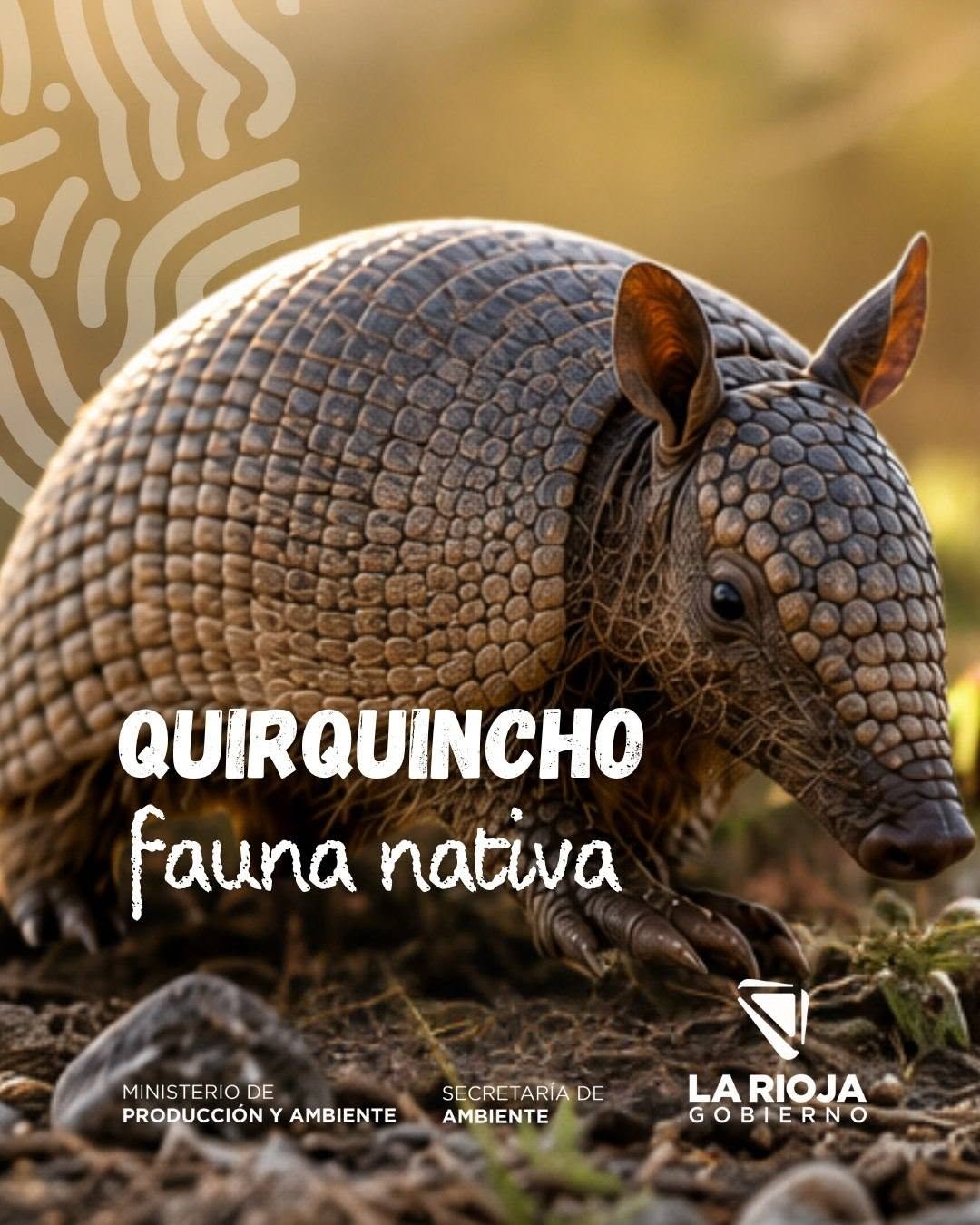 El quirquincho nos necesita. Cuidarlo es responsabilidad de todos