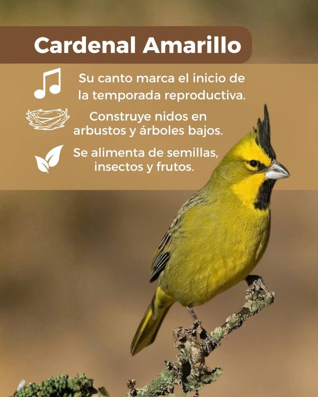 La primavera despierta mucho más que flores… ¡también despierta a nuestra fauna!
