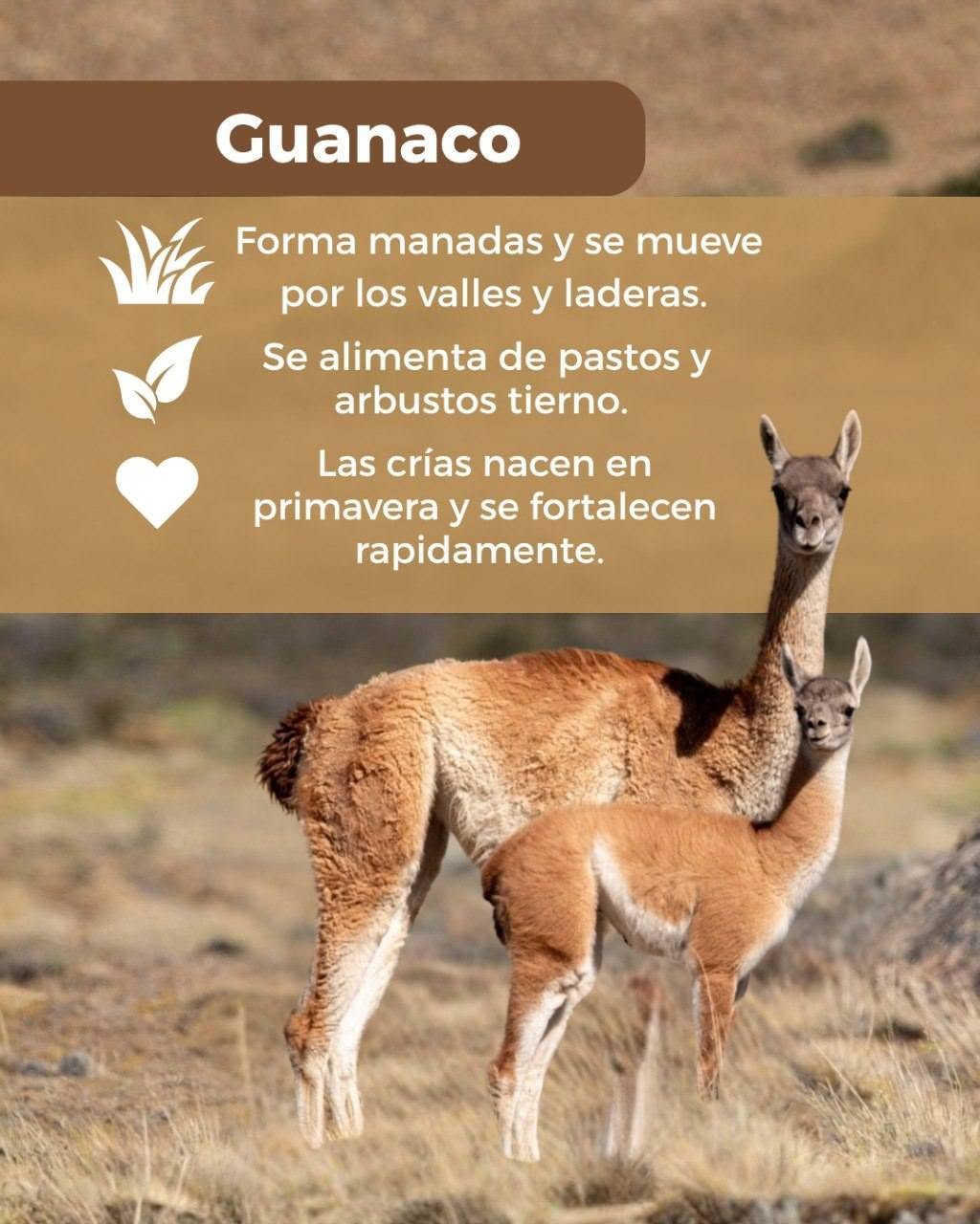 La primavera despierta mucho más que flores… ¡también despierta a nuestra fauna!