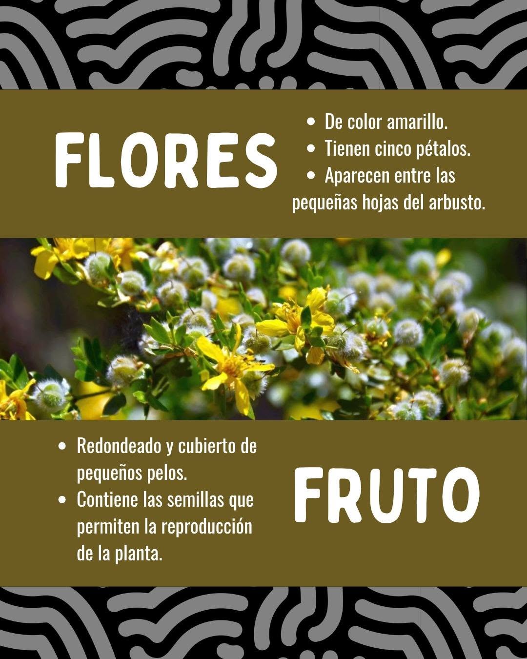 Nuestra Flora, nuestro patrimonio