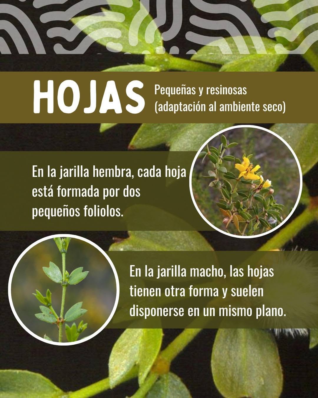 Nuestra Flora, nuestro patrimonio