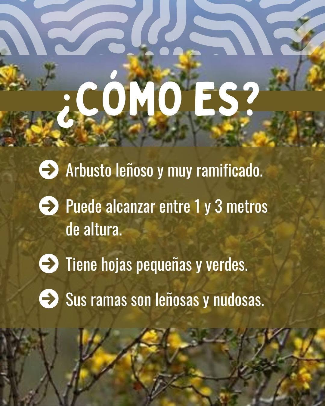 Nuestra Flora, nuestro patrimonio