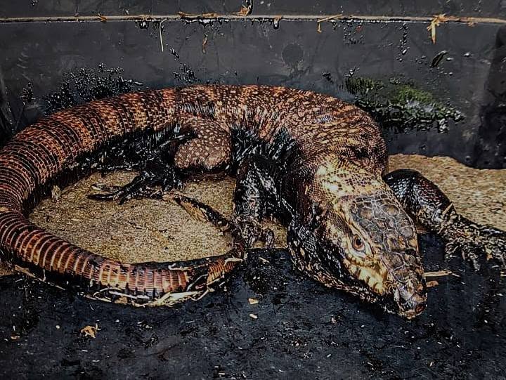 Rescatar también es reparar lo que dañamos