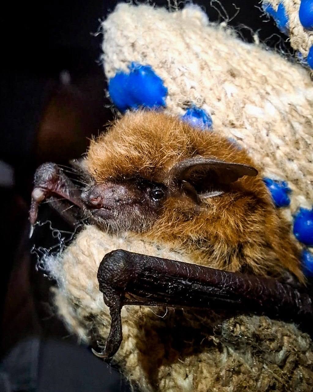 Conservar también es aprender a convivir con nuestra fauna