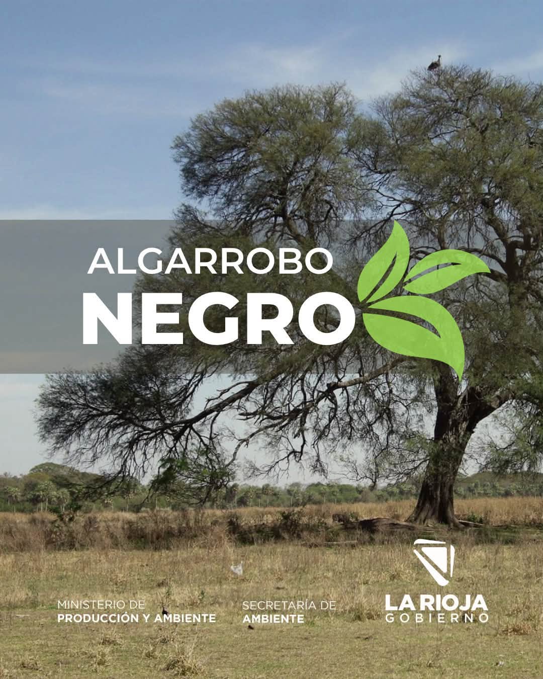 Seguimos conociendo nuestra flora nativa